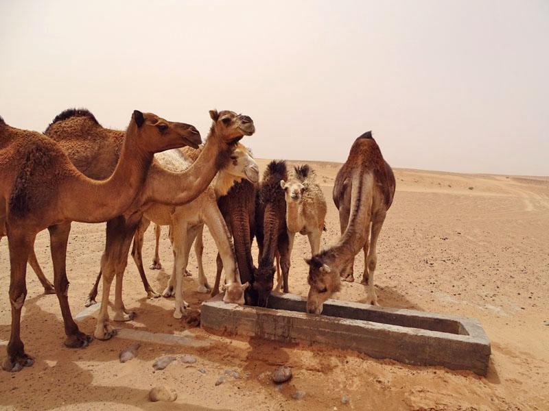 Immersion culturelle : Vivez une expérience unique avec les nomades du désert marocain